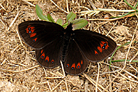 Erebia meolans Erebia meolans